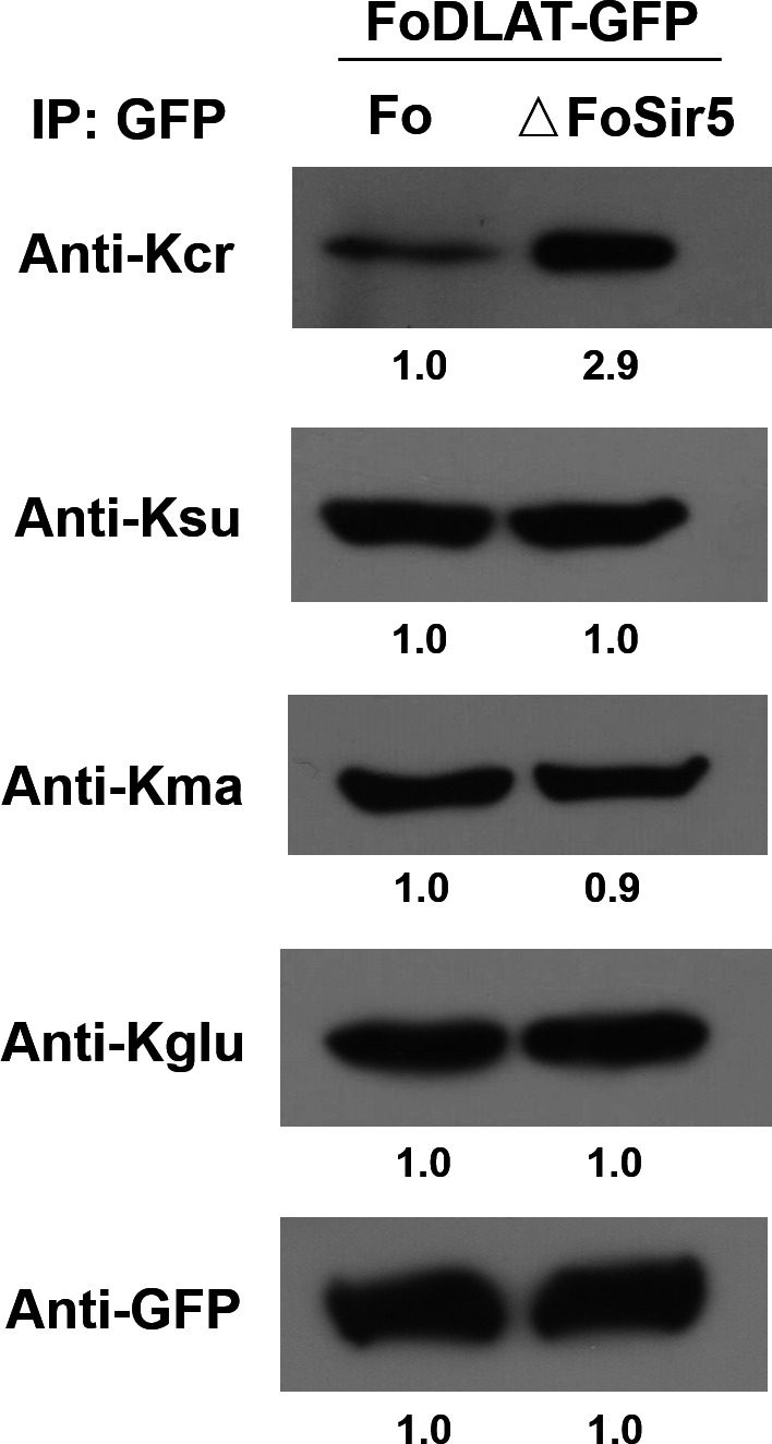 Figure 2—figure supplement 3.