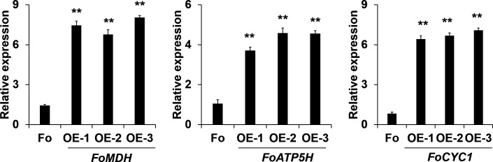 Figure 5—figure supplement 1.