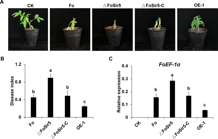 Figure 4—figure supplement 2.