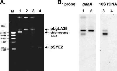 FIG. 1.