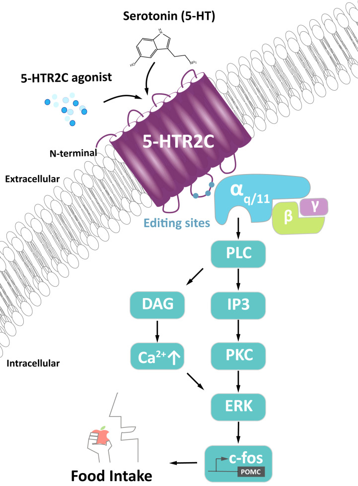 Figure 1