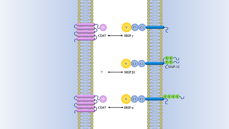 Figure 2