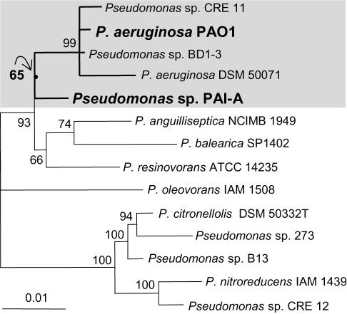 FIG. 2.