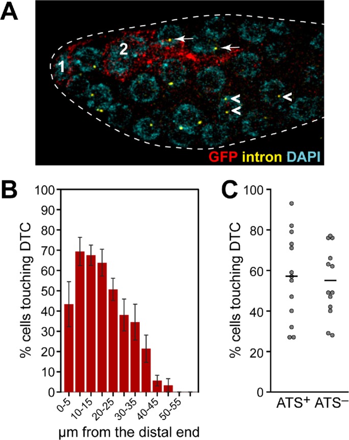 FIGURE 5: