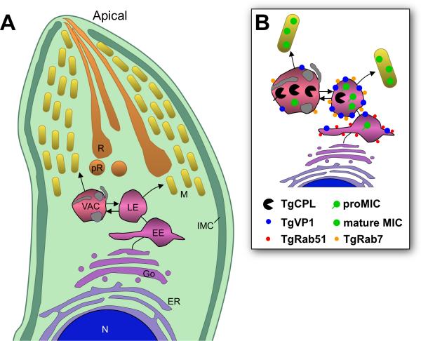 Fig. 10