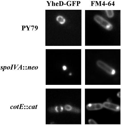 FIG. 5.