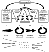 Supplementary Figure 1