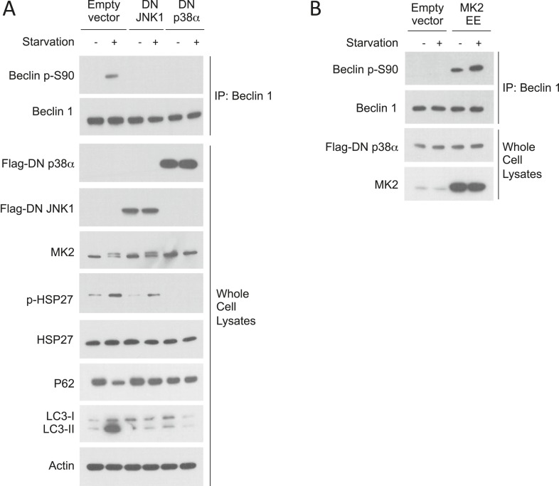 Figure 5—figure supplement 1.