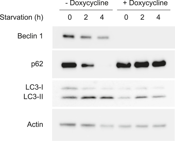 Figure 2—figure supplement 1.