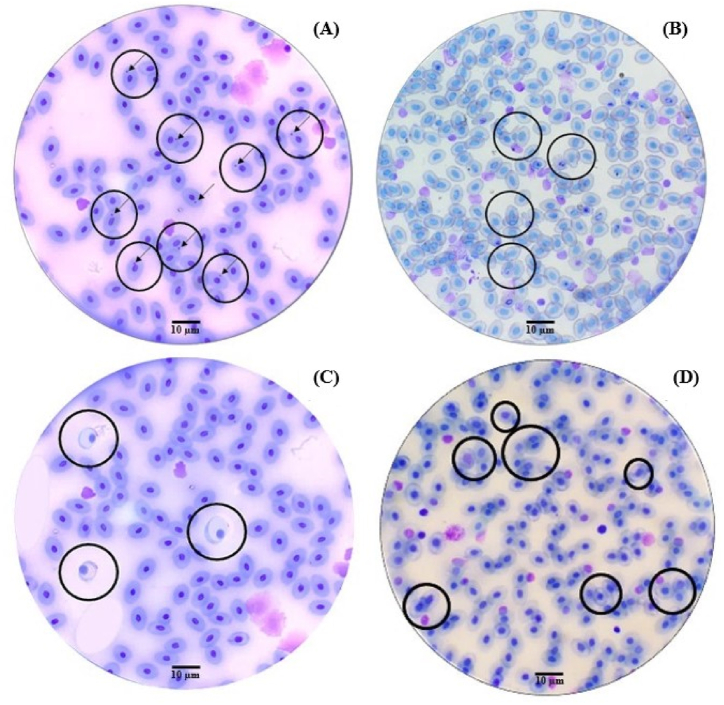 Fig. 11