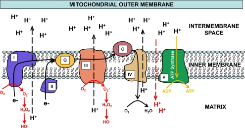 FIG. 1