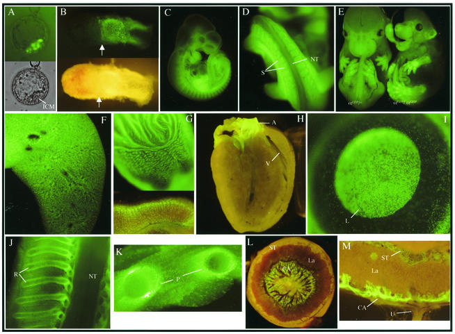 FIG. 2.