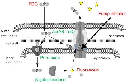 Figure 12