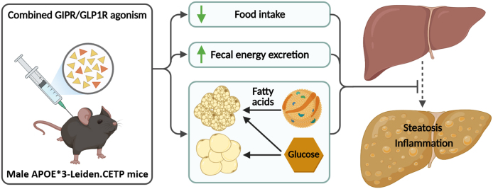 Graphical abstract