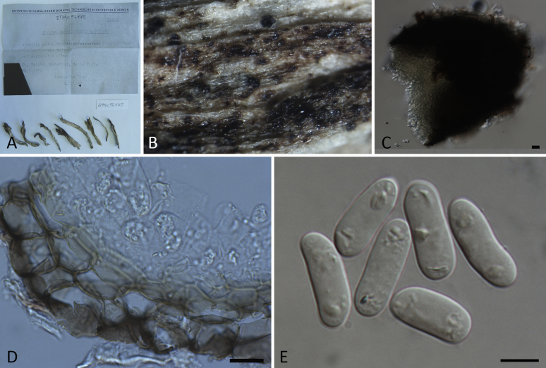 Fig. 38