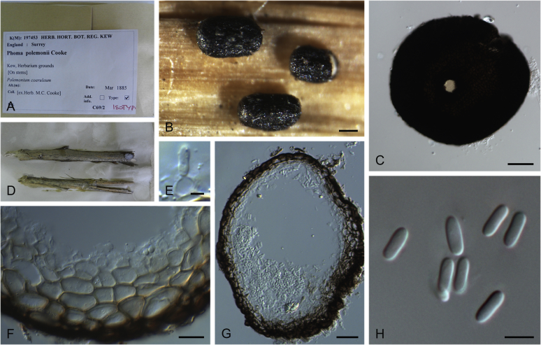 Fig. 40