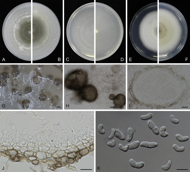 Fig. 15