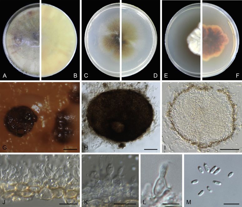 Fig. 19