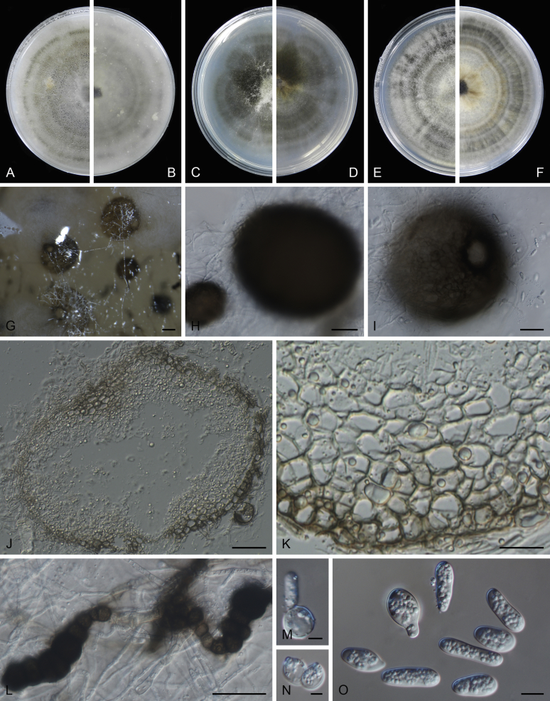 Fig. 39