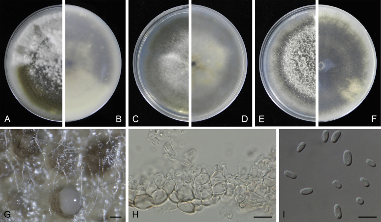 Fig. 18