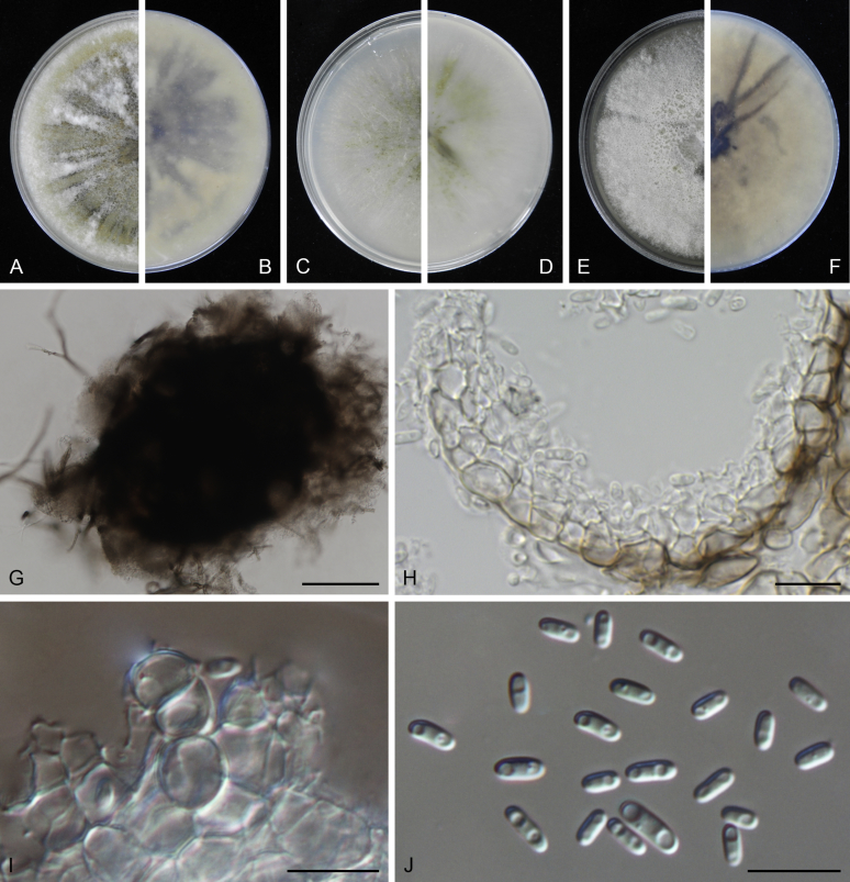 Fig. 2