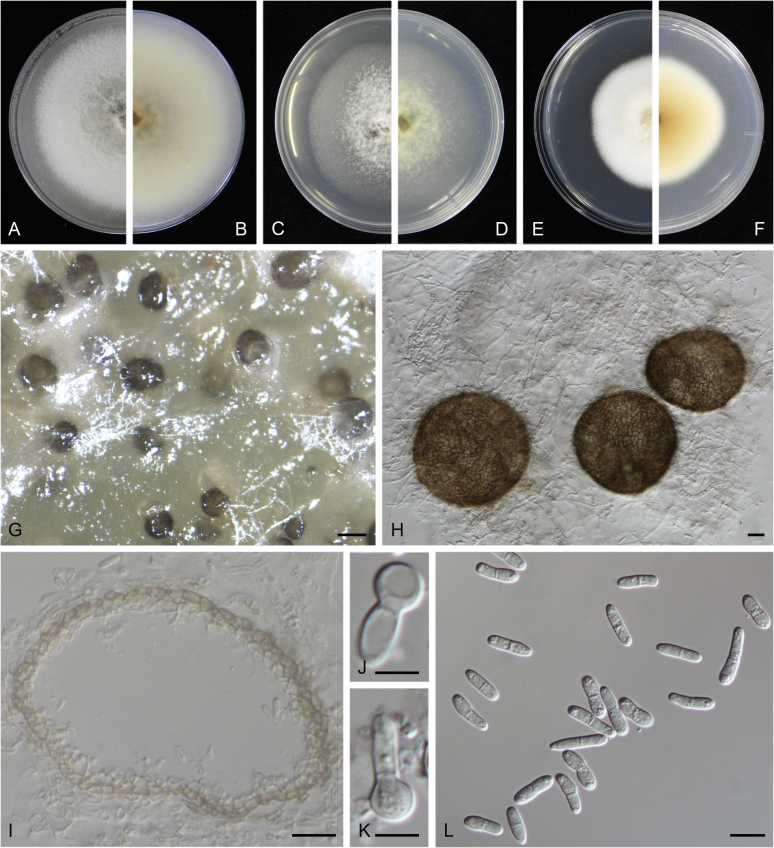 Fig. 23