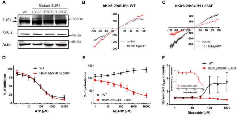 Figure 1