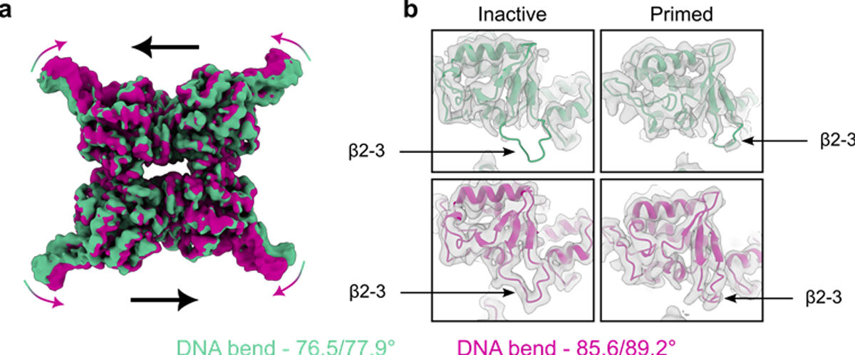 A close-up of a dna model