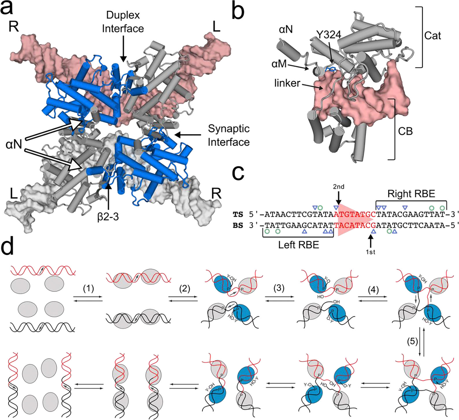 A diagram of a dna molecule