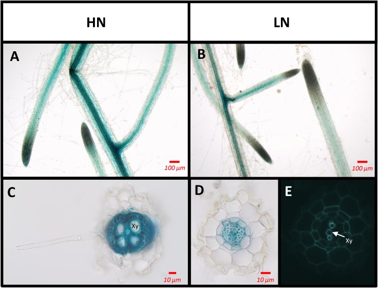 FIGURE 6