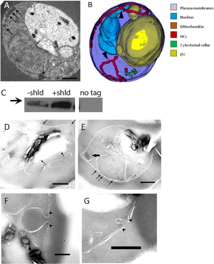 FIG 6