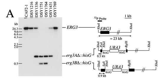 FIG. 2.