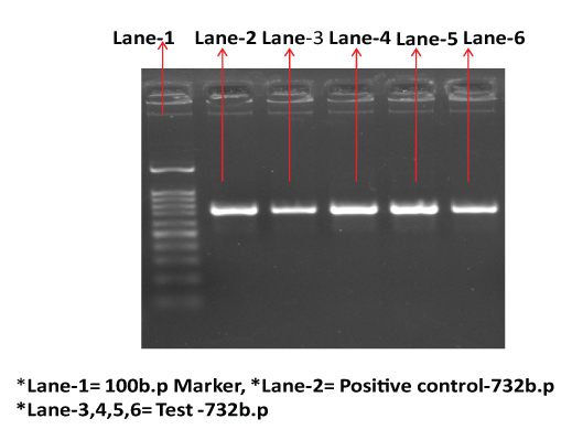 [Table/Fig-2]: