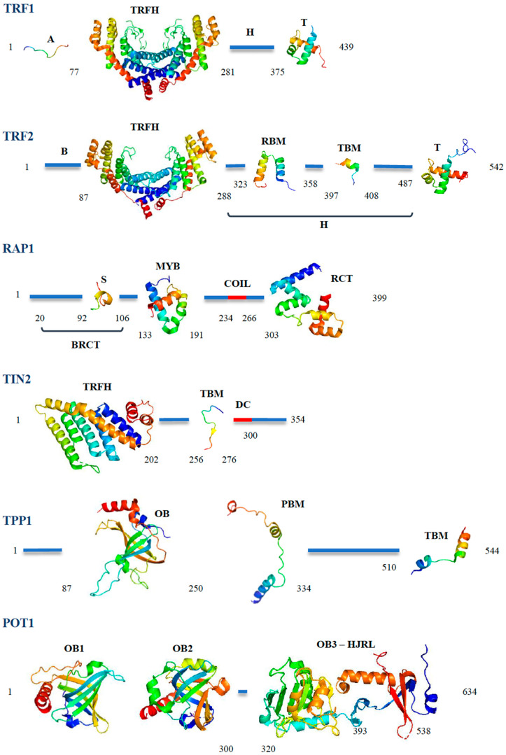 Multifunctionality of the Telomere-Capping Shelterin Complex Explained ...