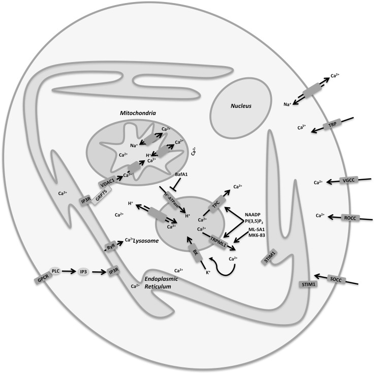 FIGURE 2