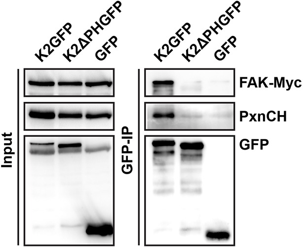 Figure 5—figure supplement 2.