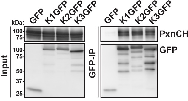 Figure 4—figure supplement 1.