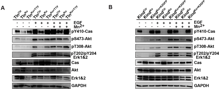 Figure 5—figure supplement 3.