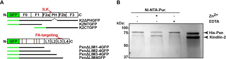 Figure 4—figure supplement 3.