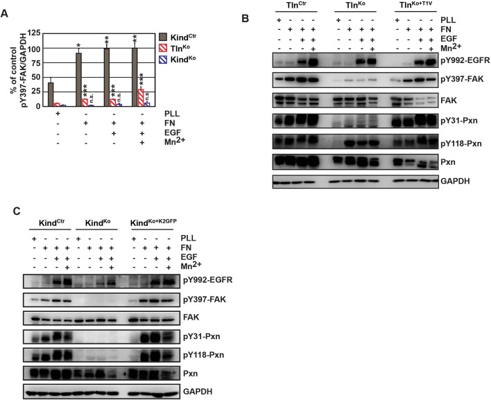 Figure 5—figure supplement 1.