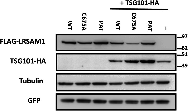 Figure 7.