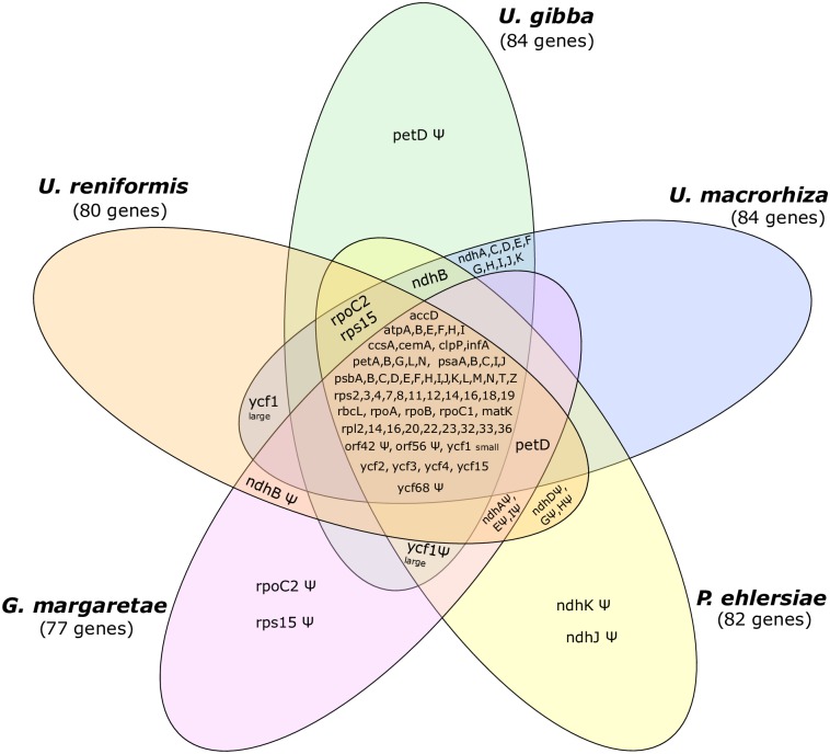 Fig 5