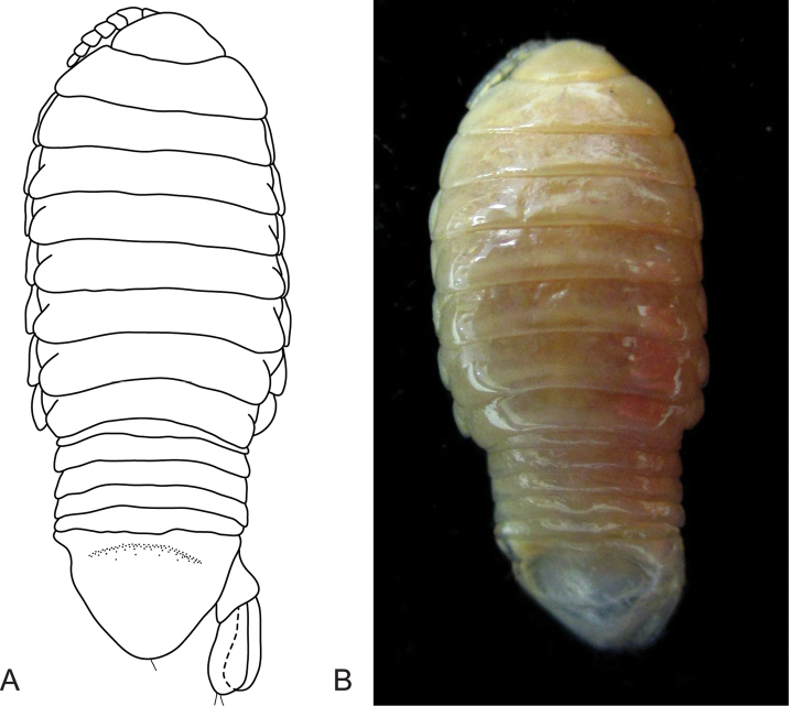 Figure 11.