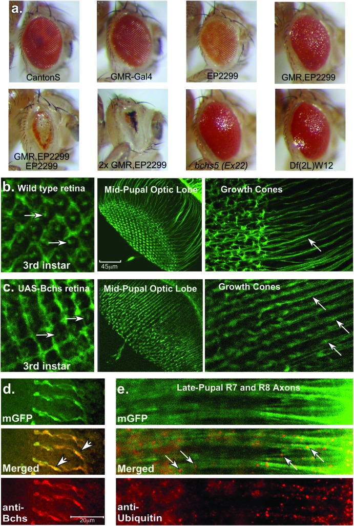 Figure 2.—