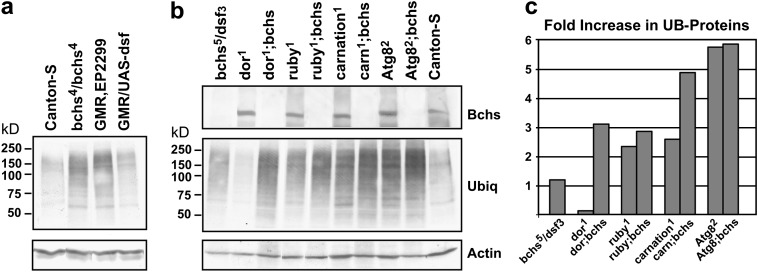 Figure 3.—