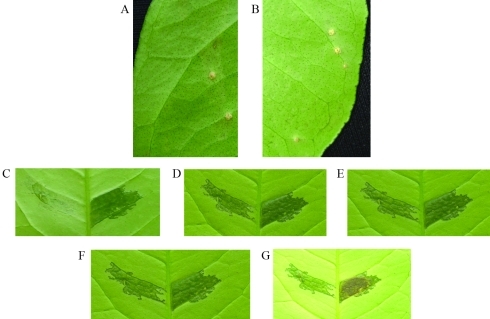 Figure 3