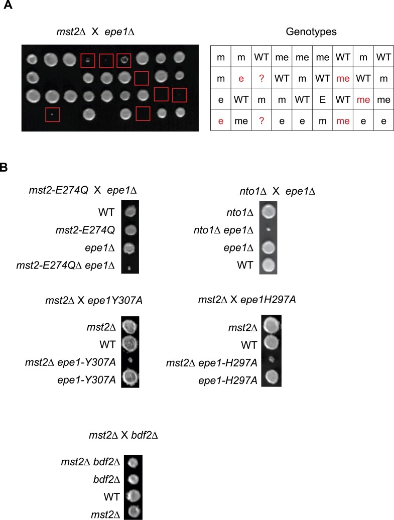 Figure 2—figure supplement 1.