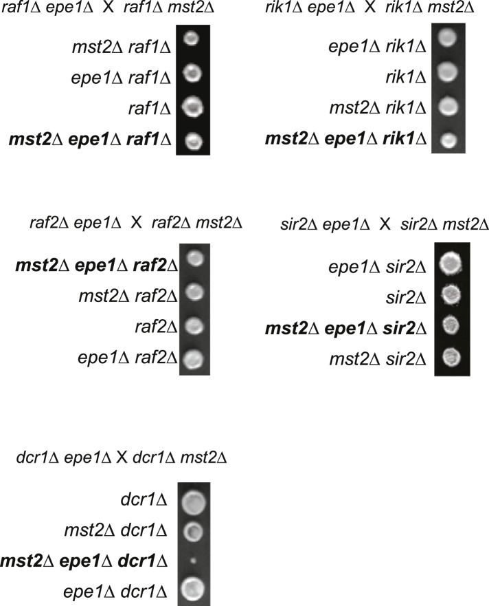 Figure 2—figure supplement 2.