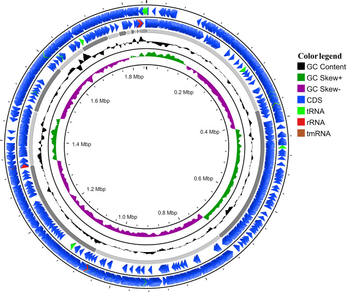 Genomic Insights Into The Probiotic Potential And Genes Linked To 