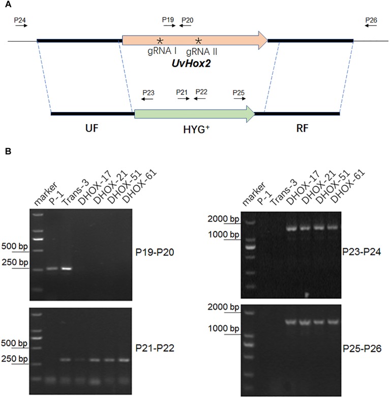 FIGURE 4